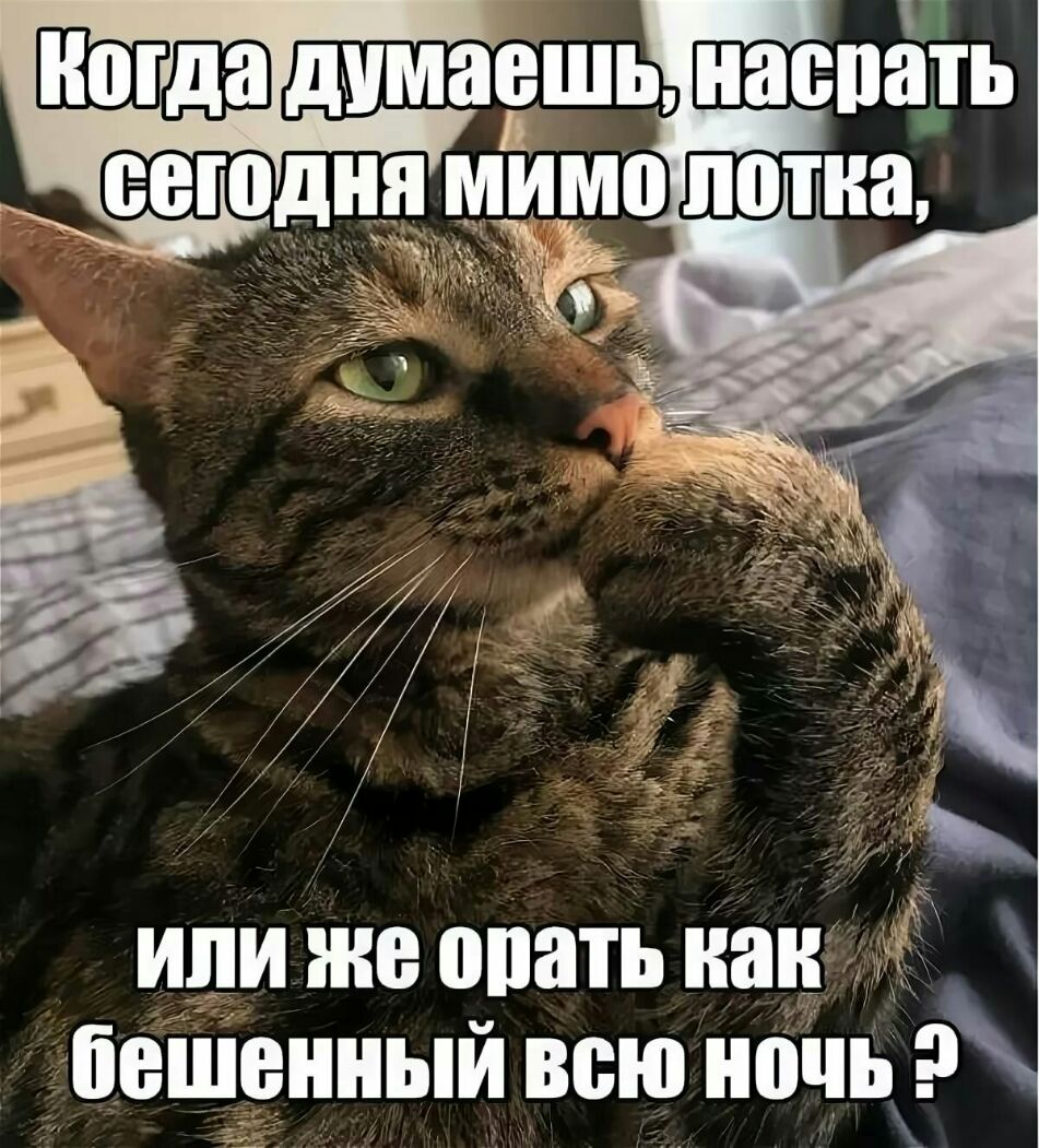 или же опать наи бешенным всю ночь