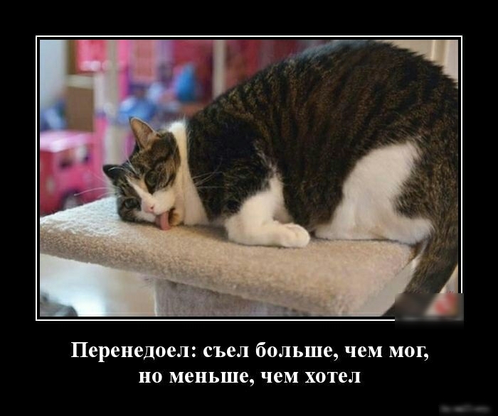 Перенедоел съел больше чем мог но меньше чем хотел