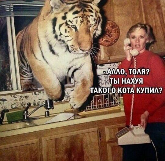ШАБАО ТОАЯ ты НАХУЯ ТАКОЁЦОЗЁОТА КУПИ