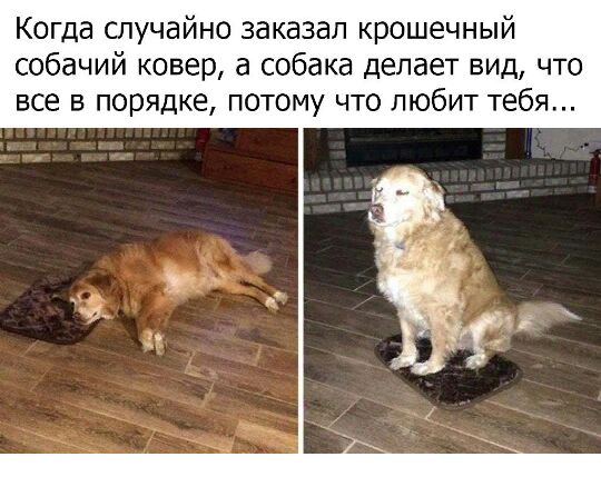 Когда случайно заказал крошечный собачий ковер а собака делает вид что все в порядке потому что любит тебя