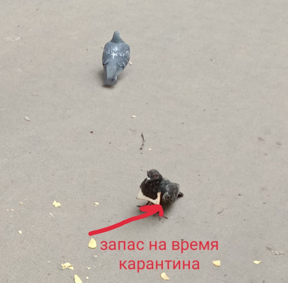 ЗЭПЭС на время карантина