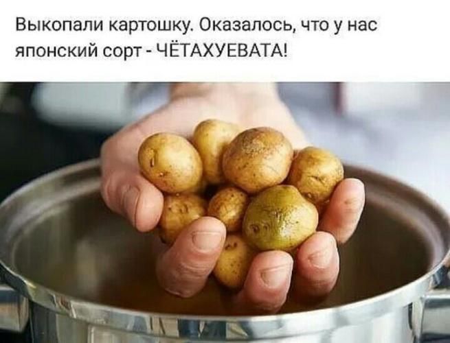 Выкопали картошку Оказалосц что у нас японский сорт ЧЁТАХУЕВАТА