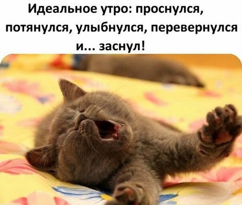 Идеальное утро проснулся потянулся улыбнулся перевернулся и заснул