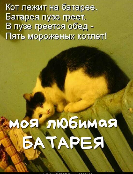 Кот лежит на батарее Батарея пузо греет В пузе греется обед Пять мороженых котлет моя любимая БАТАРЕЯ