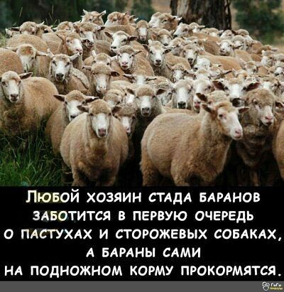 Лювой хозяин смял БАРАНОВ ЗАБОТИТСЯ В ПЕРВУЮ ОЧЕРЕДЬ 0 ПАСТУХАХ И СТОРОЖЕВЫХ СОБАКАХ А БАРАНЫ САМИ НА ПОДНОЖНОМ КОРМУ ПРОКОРМЯТСЯ Ющ