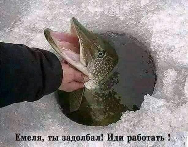 Емеля ты Задолбал Иди работать 1