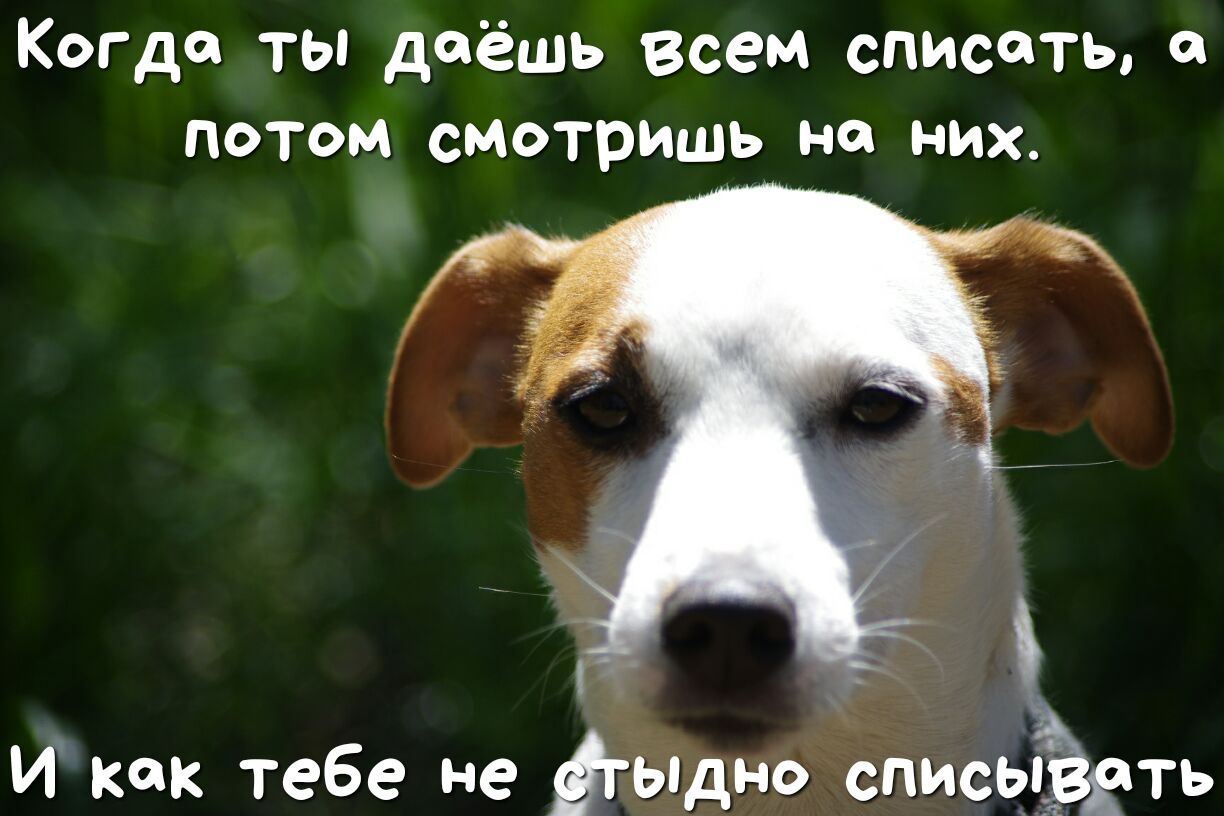 Когда ты даёшь всем списать 0 потом смотришь на них и как тебе не ігыдно спись ть