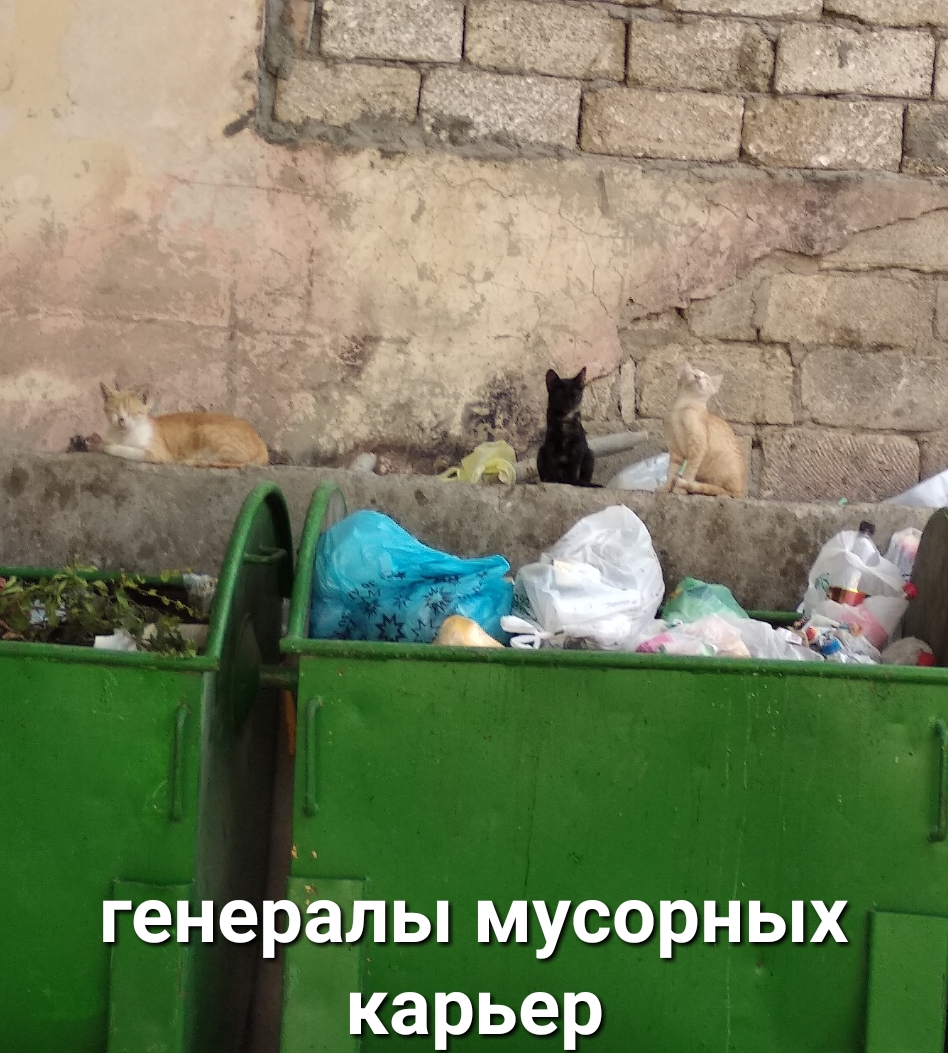 генералы мусорных карьер