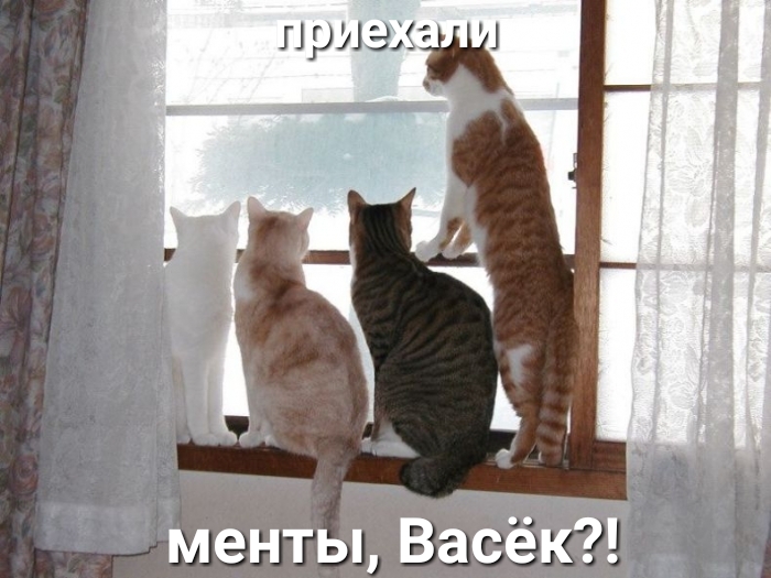 менты Васёк
