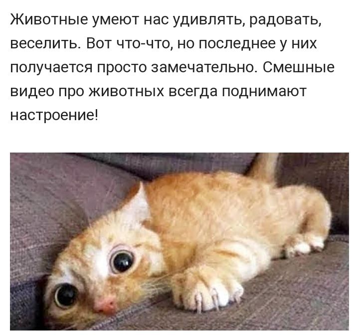Животные умеют НВС УДИВЛЯТЬ радовать веселить ВОТ ЧТО ЧТО НО последнее У НИХ ПОЛУЧЭеТСЯ просто замечательно смешные видео про животных всегда поднимают настроение
