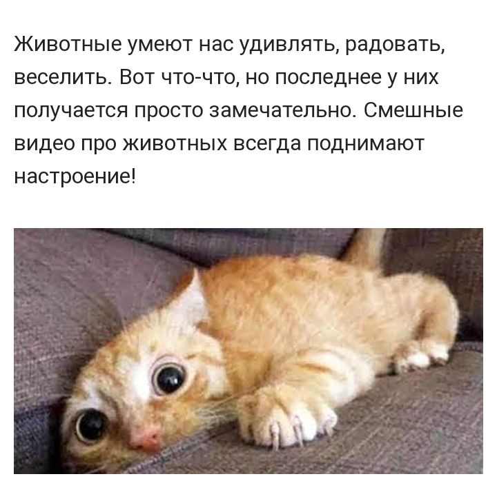 Животные УМЕЮТ НВС УДИВЛЯТЬ радовать веселить ВОТ ЧТО ЧТО НО последнее У НИХ ПОЛУЧЭЕТСЯ просто ЗЭМЕЧЭТеЛЬНО смешные видео про животных всегда поднимают настроение