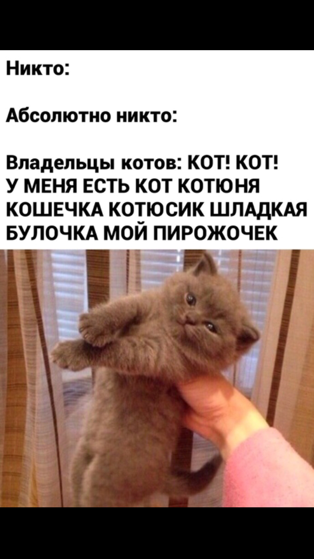Никто Абсолютно никто Владельцы котов КОТ КОТ У МЕНЯ ЕСТЬ КОТ КОТЮНЯ КОШЕЧКА КОТЮСИК ШЛАДКАЯ БУЛОЧКА МОЙ ПИРОЖОЧЕК