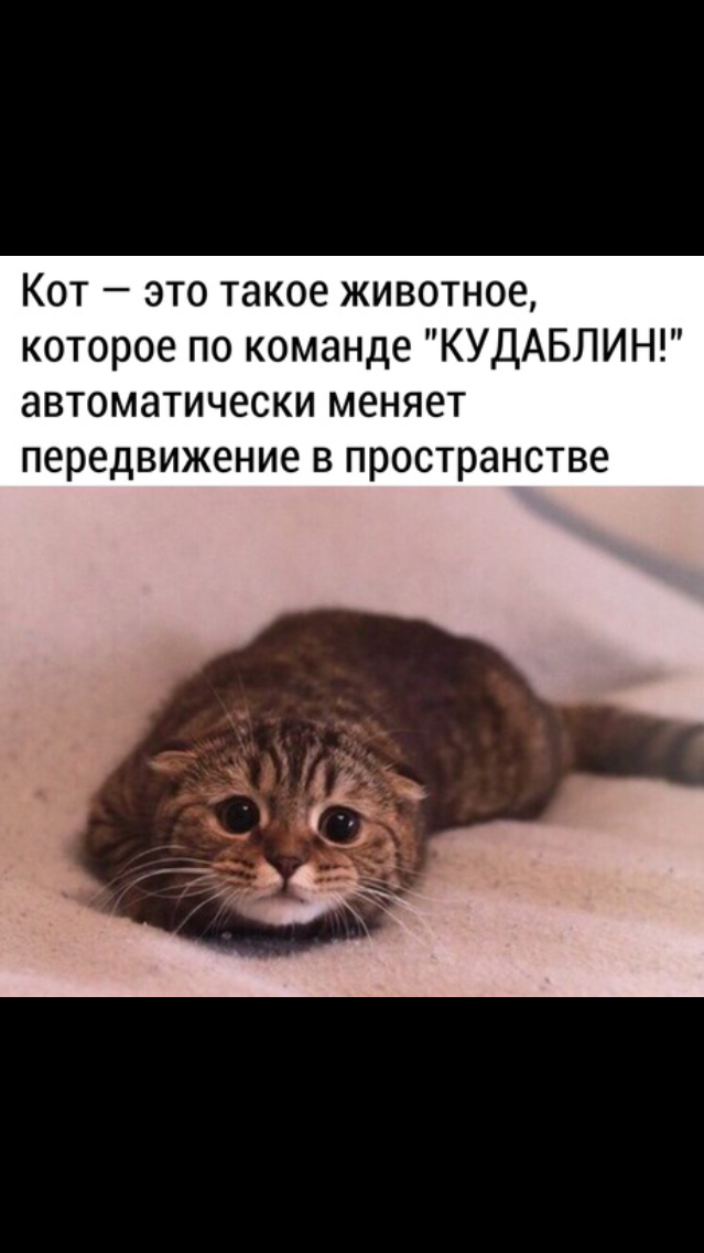 Кот это такое животное которое по команде КУДАБЛИН автоматически меняет передвижение в пространстве
