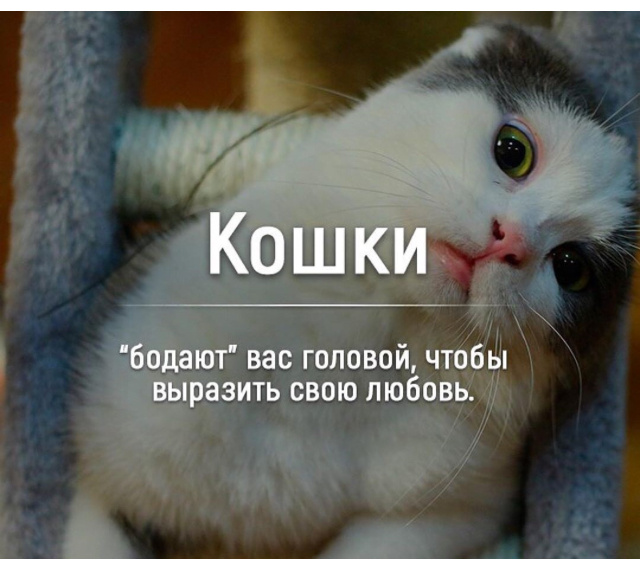 Ко ш и бодают вас головой чтобы выразить свою любовь _