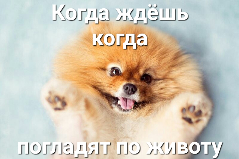 липиды ПШ жи оту