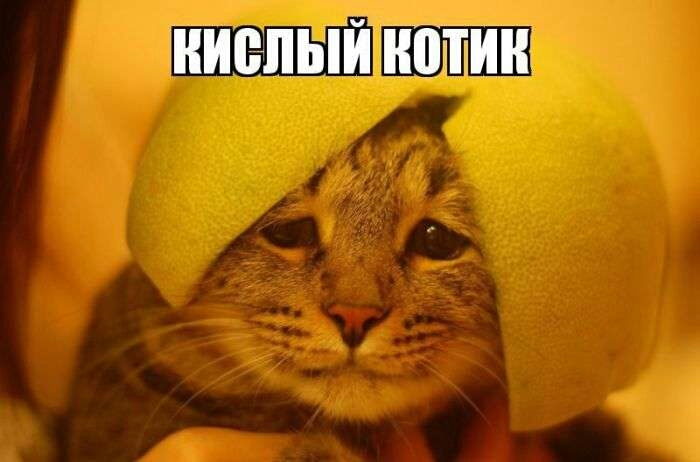 НИЁПЫЙ ПТИЦ