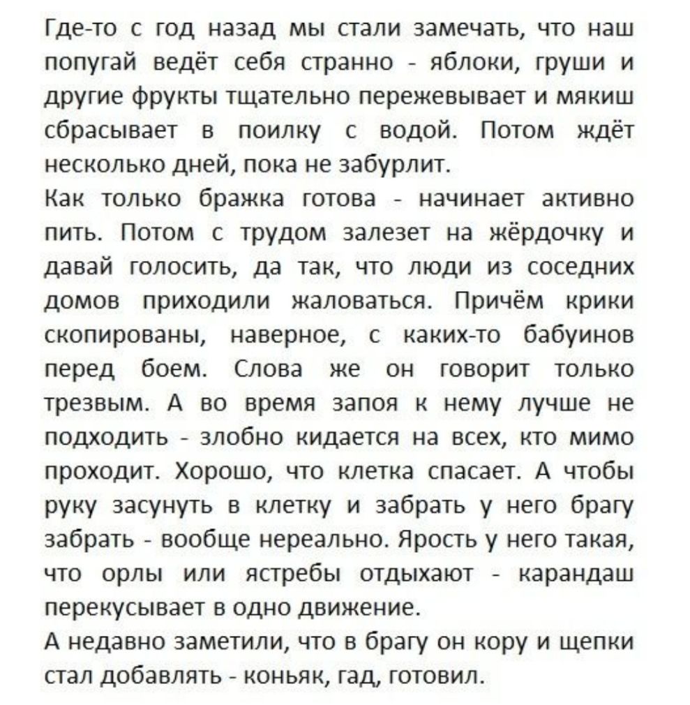 Гдето с год назад мы стали замечать что наш попугай ведёт себя странно яблоки груши и другие фрукты тщательно пережевывает и мякиш сбрасывает в поилку с водой Потом ждёт несколько дней пока не забурлит Как только бражка готова начинает активно пить Потом с трудом залезет на жёрдочку и давай голосить да так что люди из соседних домов приходили жаловаться Причём крики скопированы наверное с каких то