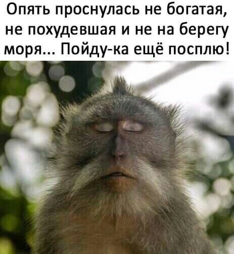 Опять проснулась не богатая не похудевшая и не на берегу моря Пойду ка ещё посплю