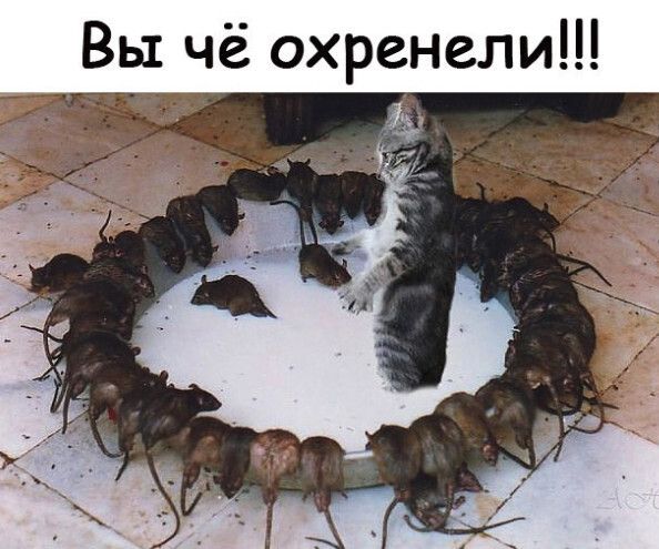 Вы чё охренели
