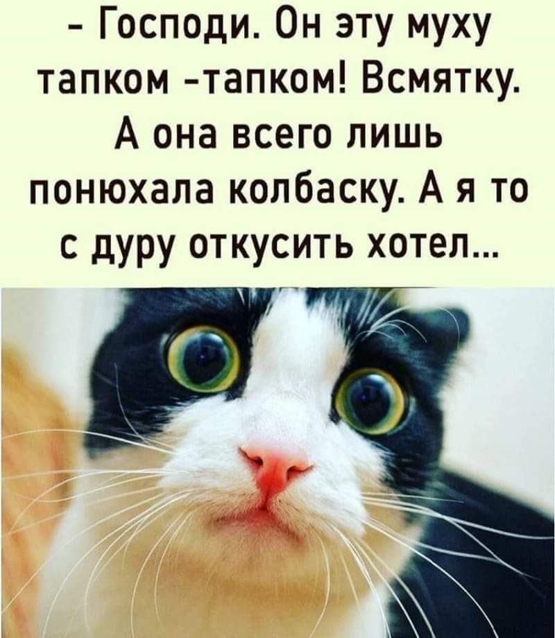 Господи Он эту муху тапком тапком Всмятку А она всего лишь понюхала колбаску А я то с дуру откусить хотел