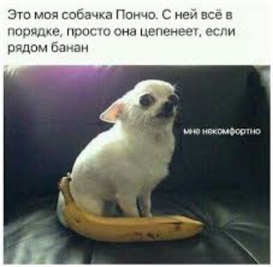 Это моя собачка Пончо С ней все в ССХК НПВС ОМЗ ЦЭПЗНЭЁУ ЭСГИ иш тыщщ