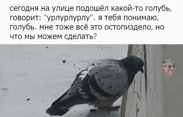 сегодня на улице подошёл какой то голубь говорит урлурлурлу я тебя понимаю голубь мне тоже всё это остопиздело но что мы можем сделать