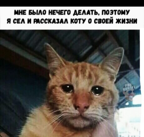ии БЫЛО шт ДЕЛАТЬ ПОЭТОМУ Я СЕА И МССКЦМ коту 0 от ЖИЗНИ
