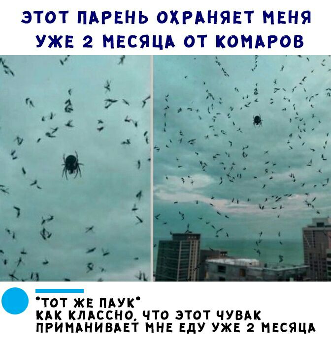 ЭТОТ ПАРЕНЬ ОХРАНЯЕТ МЕНЯ УЖЕ 2 МЕСЯЦА ОТ КОМАРОВ і тот жв ПАУК кик клдссно что этот чувдк пгимднивдет мне ЕдУ уже 2 МЕСЯЦА
