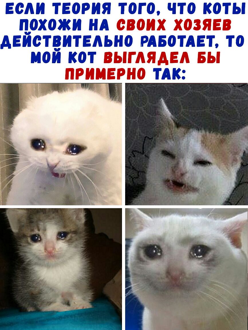 ЕОАИ ТЕОРИЯ ТОГО ЧТО КОТЫ ПОХОЖИ НА ОВОИХ ХОЗЯЕВ ДЕЙСТВИТЕЛЬНО РАБОТАЕТ ТО ИОИ КОТ ВЫГАЯАЕА БЫ ПРИИЕРНО ТАК