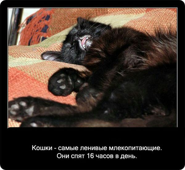 Кошки самые ленивые млекопитающие Они спят 16 часов в день