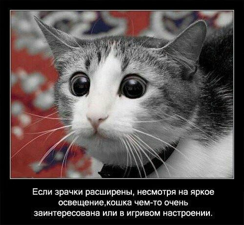 Если зрачки расширены несмотря на яркое освещенигжошка чем то очень заинтересована или в игрином настроении