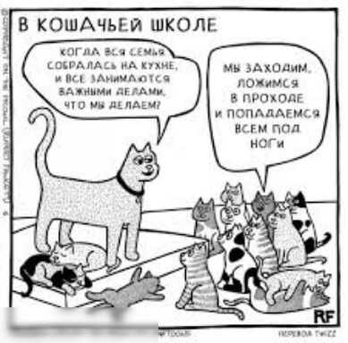 В КОШАЧЬЕЙ ШКОЛЕ кпГнА ме ым сводчм А кинь интим и вы мияты до пищи мыши пдЕ ч и АЦПАЕ у ПОПАЛАЕИСЭ ним под
