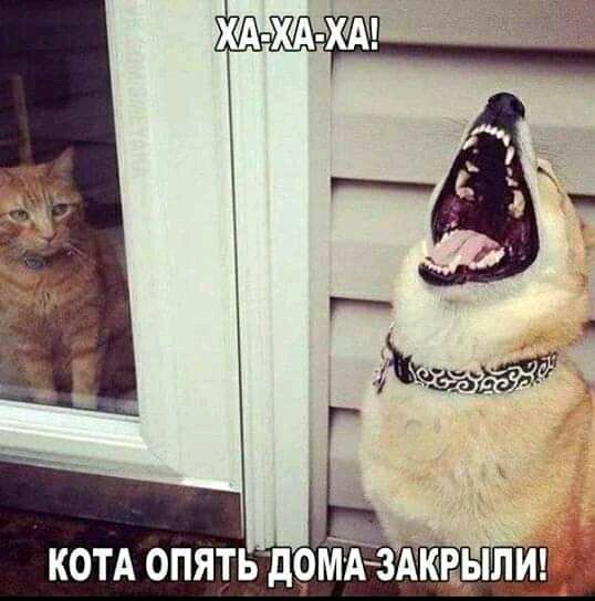 КОТА 0ПЯТЬд9МАЗККЁЬЩИ