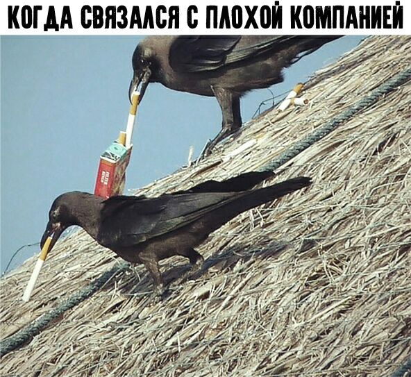 КПМПАНИЕЙ іі когм связмся с плов
