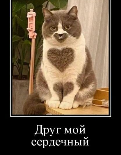 Друг мой сердечный