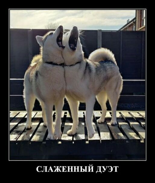 СЛАЖЕННЫЙ дуэт