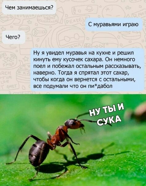 Чем занимаешься Чего С муравьями играю Ну я увидел муравья на кухне и решил кину ему кусочек сахара Он немного ПОЕП И побежал ОСГаПЬНЫМ рассказывать наверно Тогда я спрятал этот сахар чтобы когда он вернется с остальными все подумали что он пидабоп