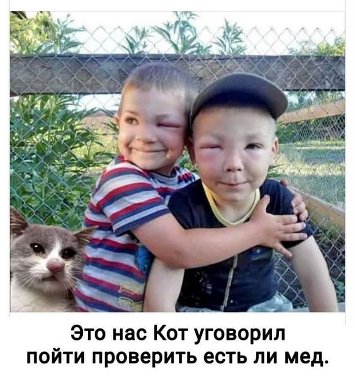 Это нас Кот уговорил пойти проверить есть ли мед