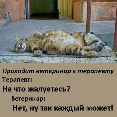 Прихидит ветеринар к терапевту Терапевт На что жалуетесь Ветеринар Нет ну так каждый может