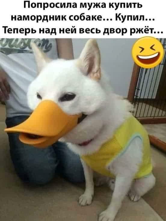 Попросила мужа купить намордник собаке Купил Теперь над ней весь двор ржёт