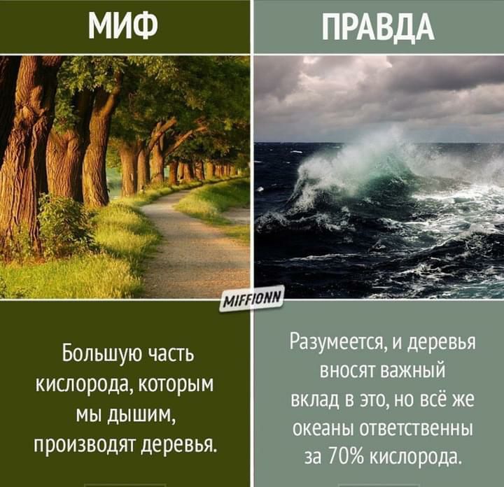 Большую часть кислорода которым мы дышим производят деревья