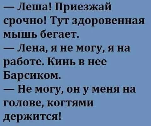 Леша Приезжай срочно Тут здоровенная мышь бегает Лена я не могу я на работе Кинь в нее Барсиком Не могу он у меня на голове когтями держится