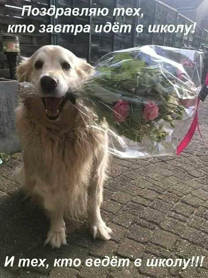 Ёозд авляю