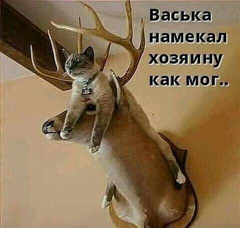 намекал хозяину как мог