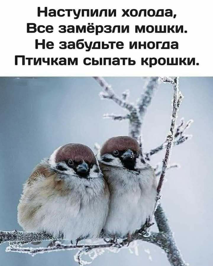 Наступили холода Все замёрзли мошки Не забудьте иногда Птичкам сыпать крошки