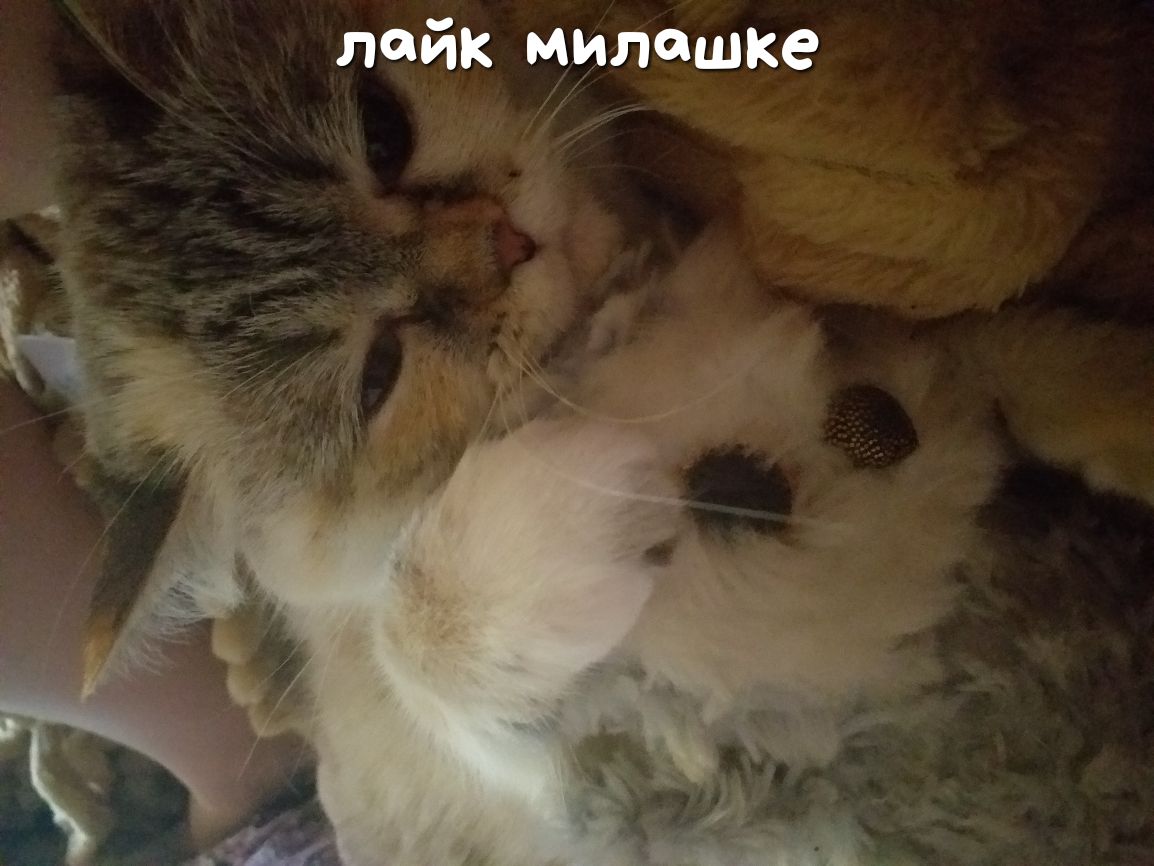 лайк милашка