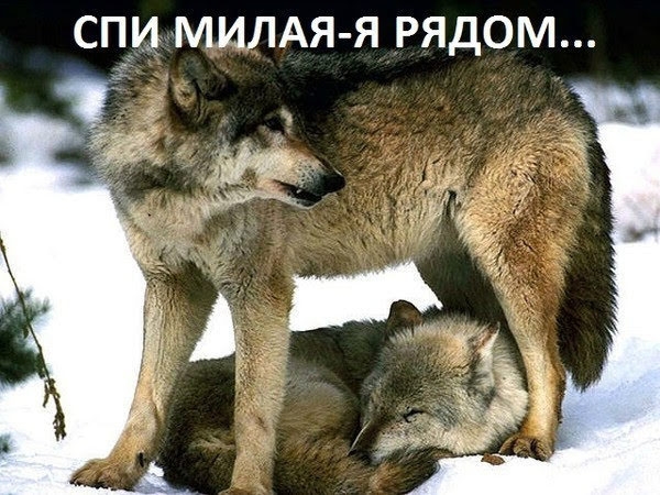 СПИ МИЛАЯ Я РЯДОМ