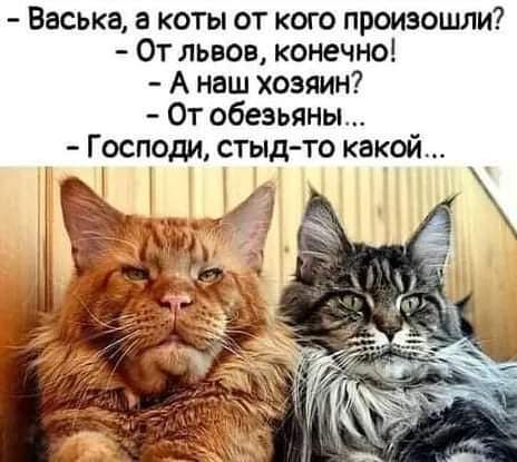 Васька а коты от кого произошли От львов конечно А наш хозяин От обезьяны Господи стыд то какой