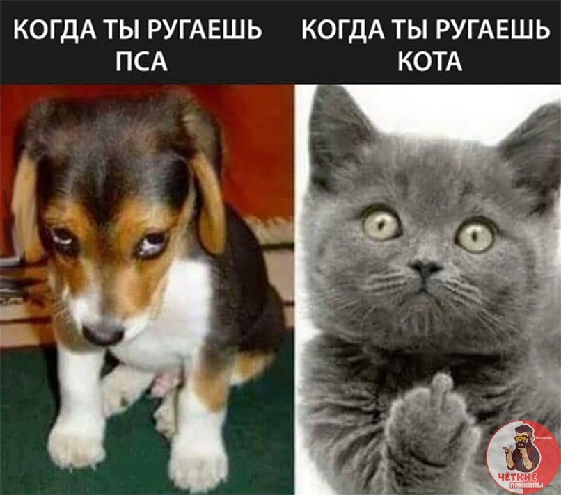 КОГДА ТЫ РУГАЕШЬ ПСА КОГДА ТЫ РУГАЕШЬ КОТА