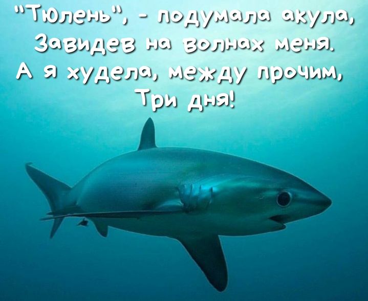Л Билану и з зплы гида Хади дали